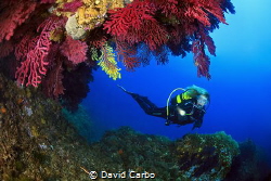 Diving between big gorgonians of Medees islands by David Carbo 